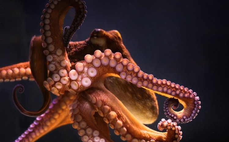 Octopus Theme screenshot #22