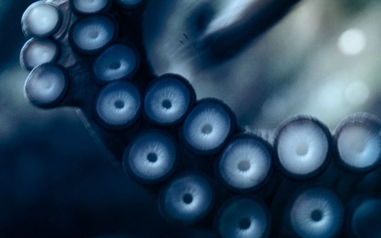 Octopus Theme screenshot #9