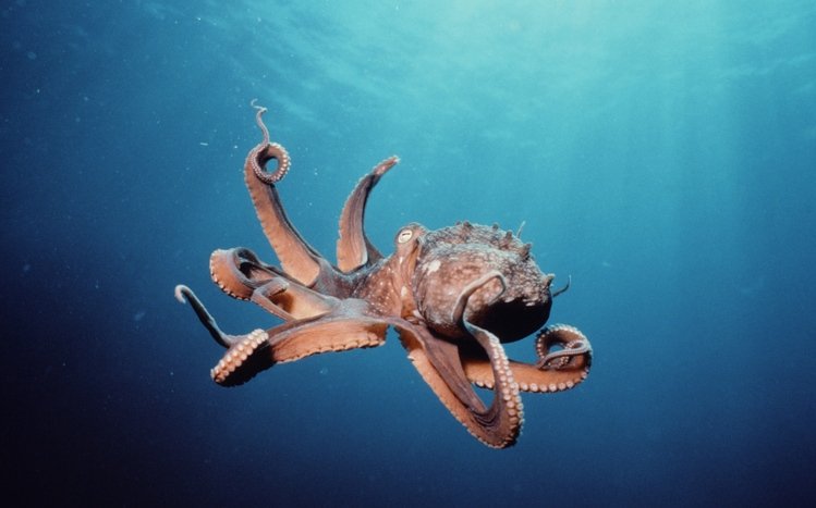 Octopus Theme screenshot #6