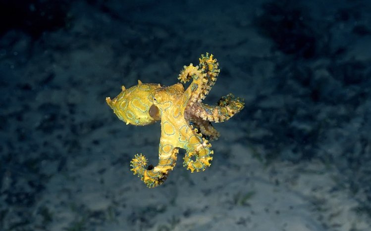 Octopus Theme screenshot #1