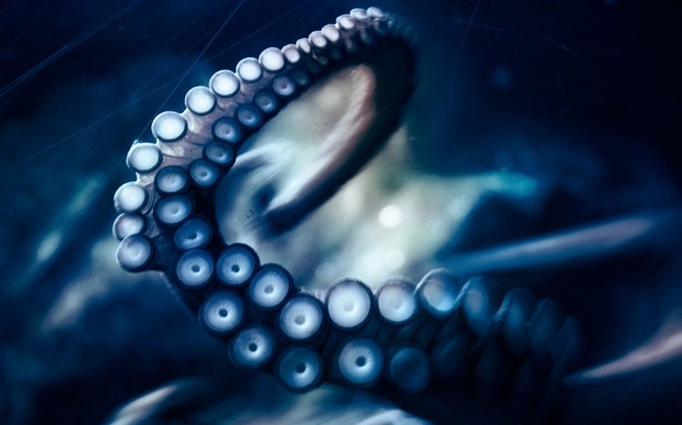 Octopus Theme screenshot #19