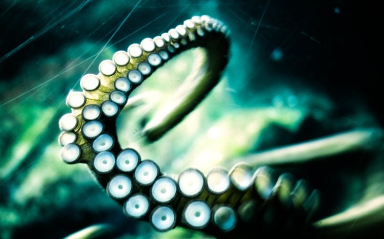 Octopus Theme screenshot #10