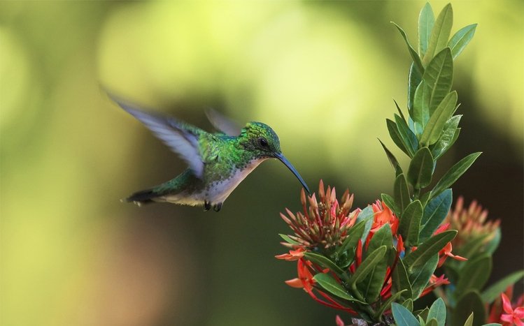 Hummingbird Theme screenshot #8
