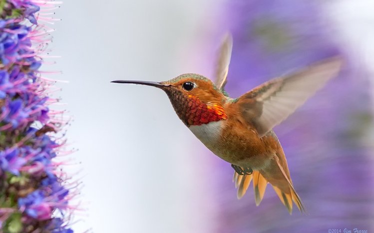 Hummingbird Theme screenshot #15