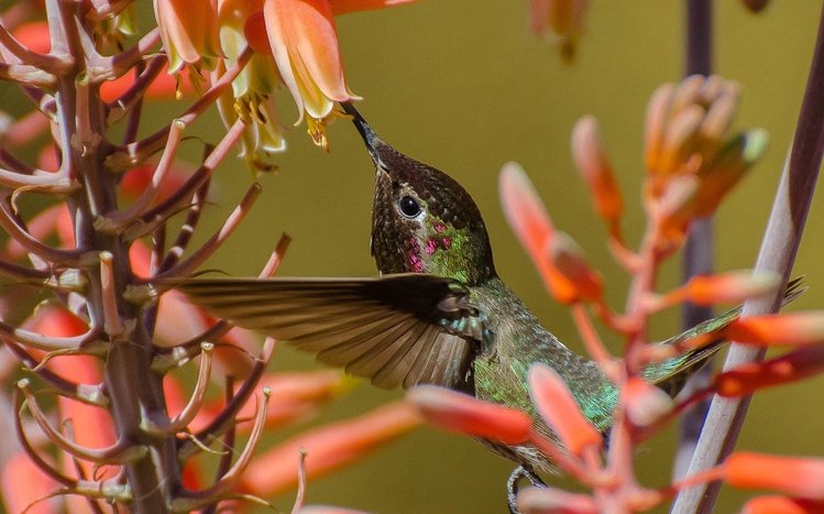 Hummingbird Theme screenshot #2