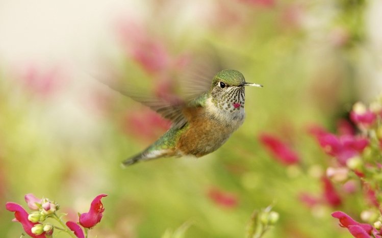 Hummingbird Theme screenshot #10