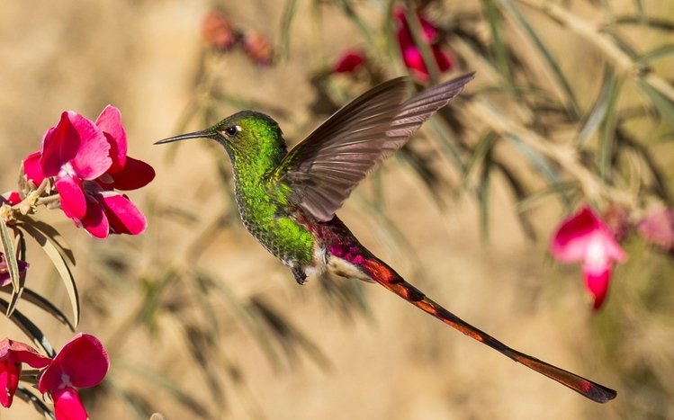 Hummingbird Theme screenshot #12