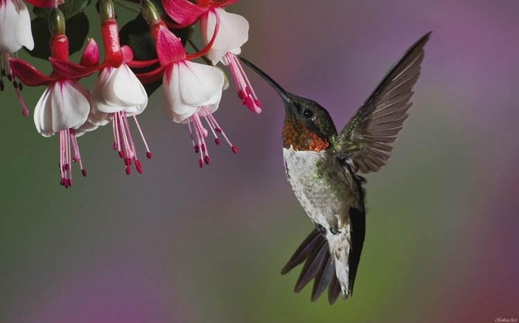 Hummingbird Theme screenshot #4