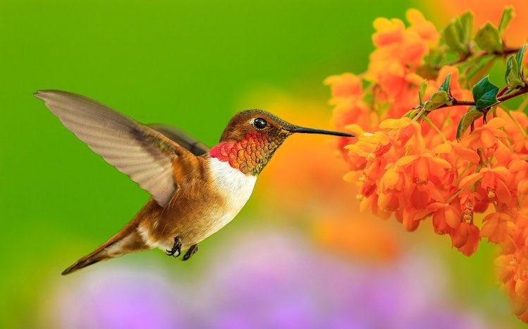 Hummingbird Theme screenshot #9