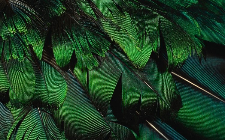 Feather Theme screenshot #6