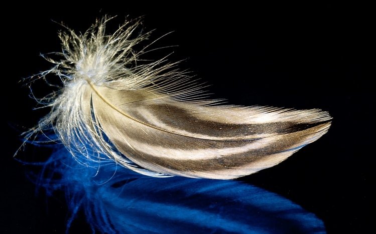 Feather Theme screenshot #11