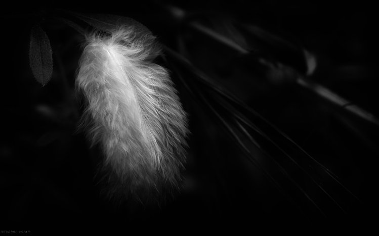 Feather Theme screenshot #13