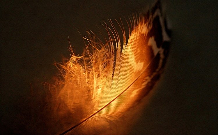 Feather Theme screenshot #18