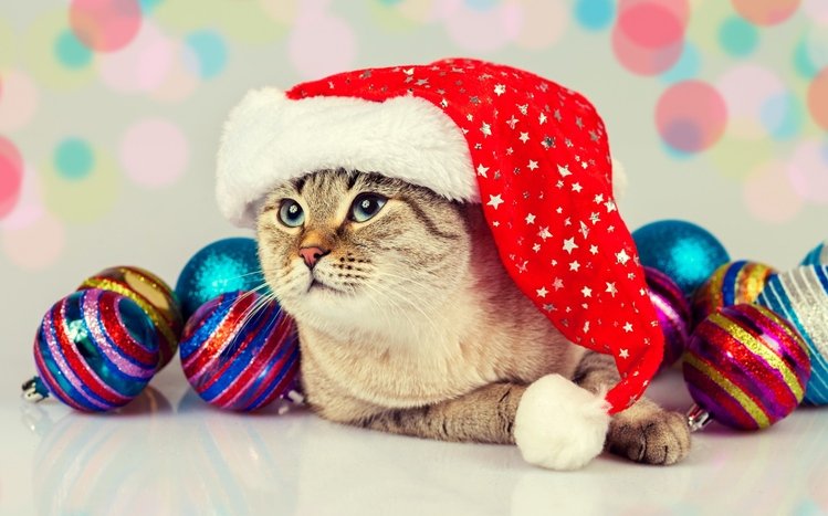 Christmas Cute Animals Theme screenshot #13