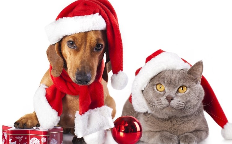 Christmas Cute Animals Theme screenshot #12