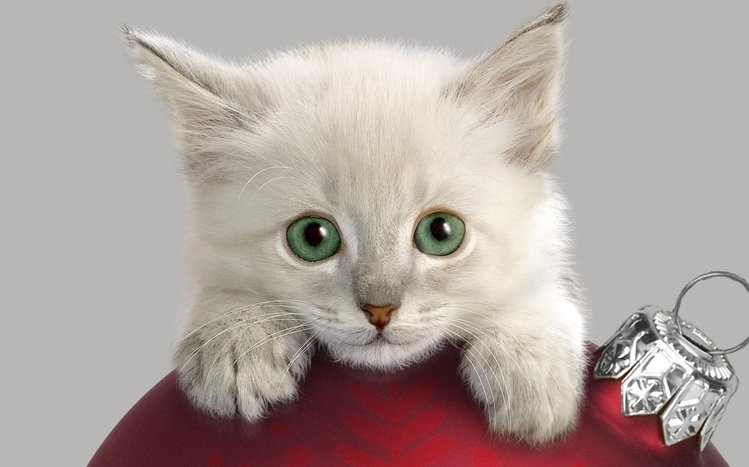 Christmas Cute Animals Theme screenshot #8