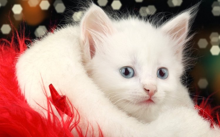 Christmas Cute Animals Theme screenshot #7