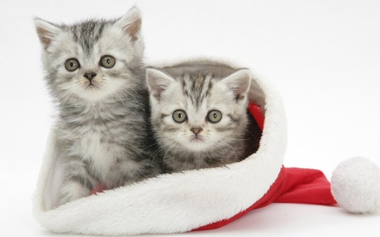 Christmas Cute Animals Theme screenshot #3