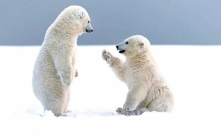 Snow and Animals Theme screenshot #20