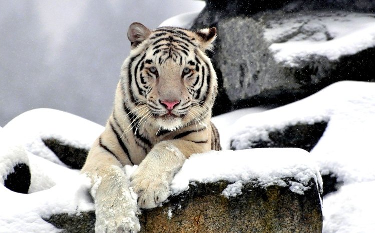 Snow and Animals Theme screenshot #16