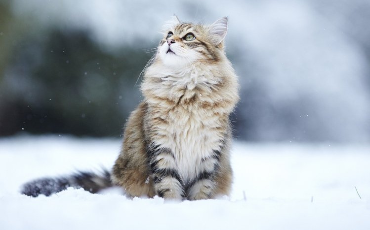 Snow and Animals Theme screenshot #13