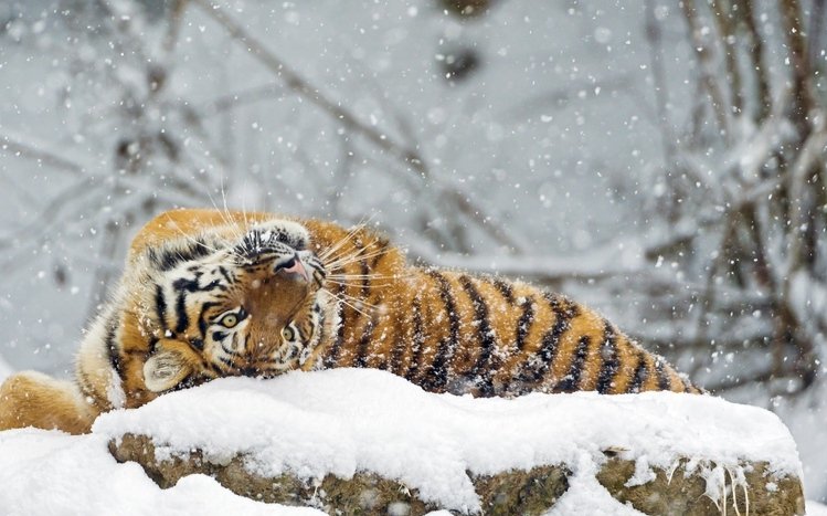 Snow and Animals Theme screenshot #18