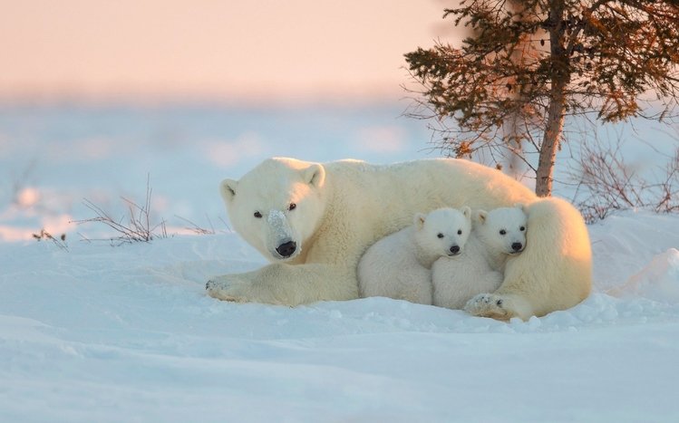 Snow and Animals Theme screenshot #19