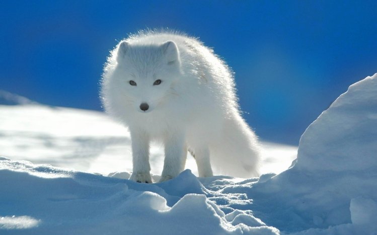 Snow and Animals Theme screenshot #15