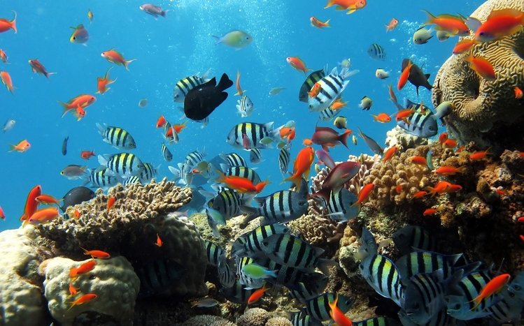 Ocean Life Theme screenshot #3