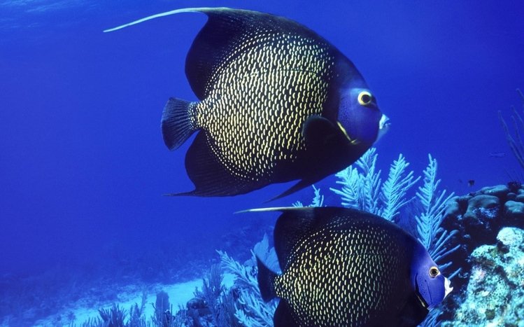 Ocean Life Theme screenshot #12