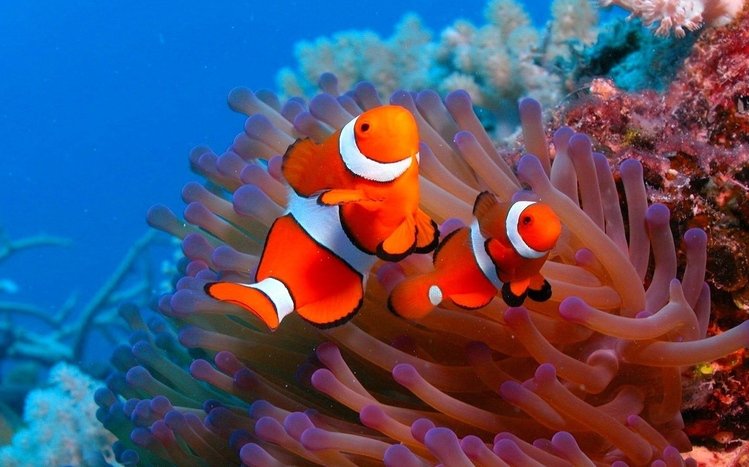 Ocean Life Theme screenshot #11