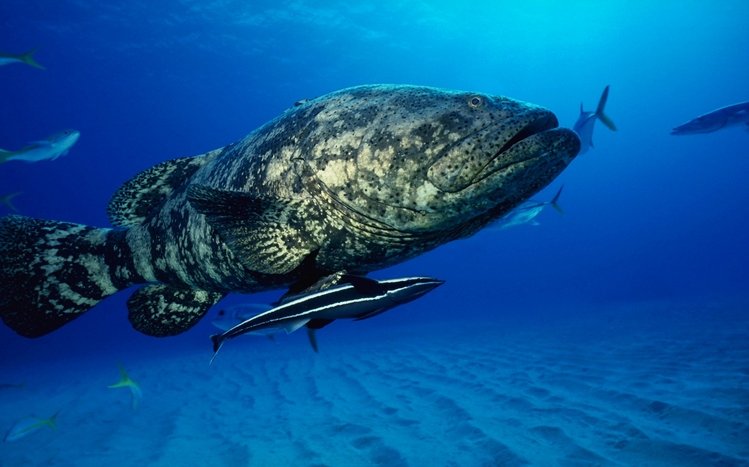 Ocean Life Theme screenshot #14