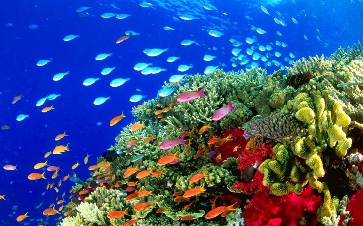 Ocean Life Theme screenshot #7