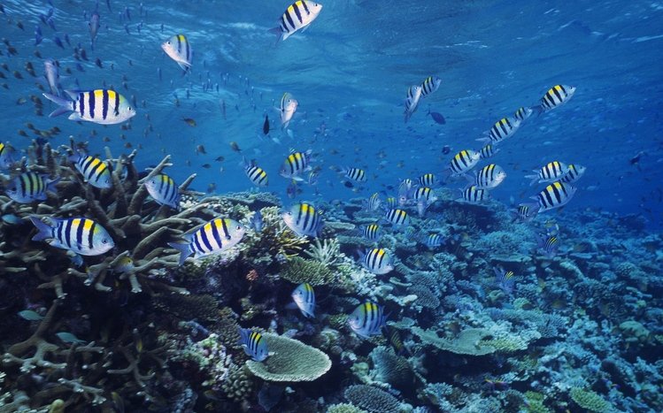 Ocean Life Theme screenshot #9