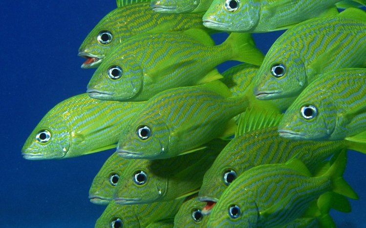 Ocean Life Theme screenshot #13