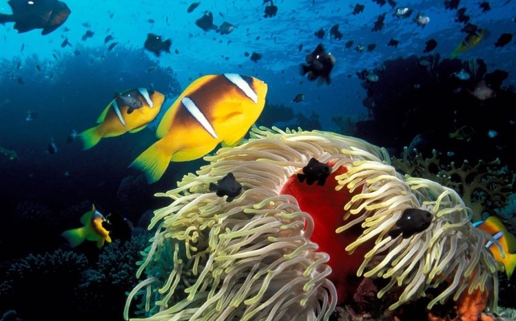 Ocean Life Theme screenshot #8