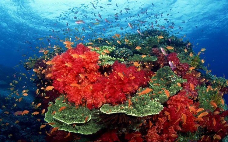 Ocean Life Theme screenshot #1