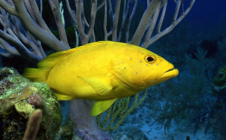 Ocean Life Theme screenshot #10