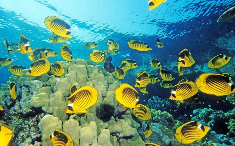 Ocean Life Theme screenshot #5