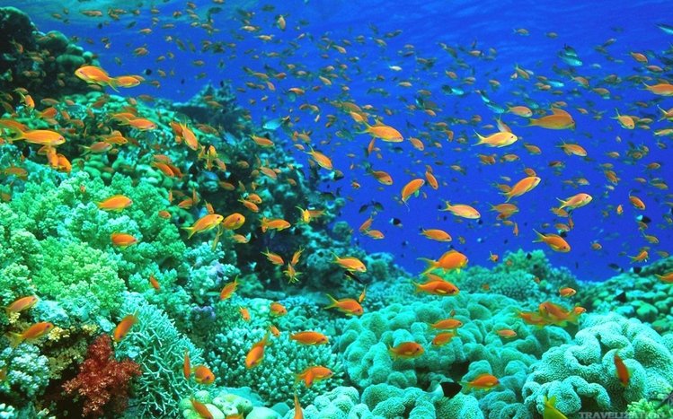 Ocean Life Theme screenshot #4