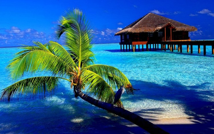 Tropical Paradise Theme screenshot #5