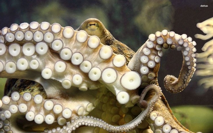 Tentacles Theme screenshot #3