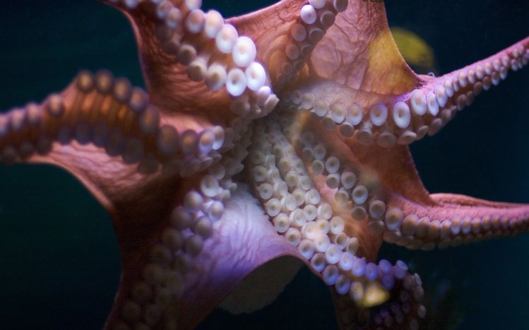 Tentacles Theme screenshot #5