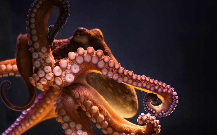 Tentacles Theme screenshot #6