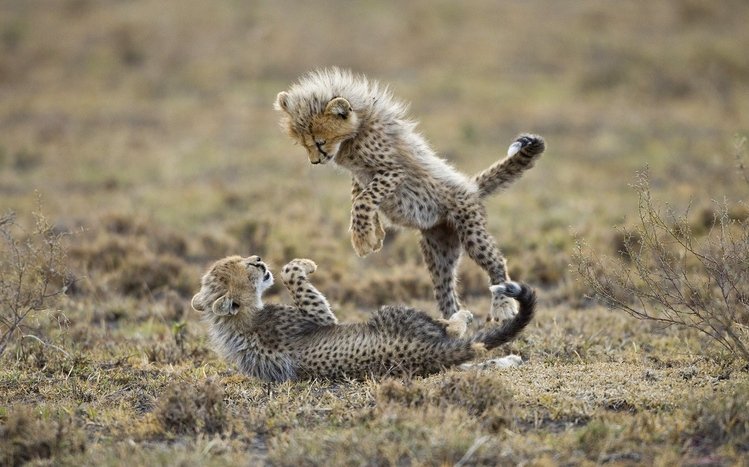 Baby animals Theme screenshot #5