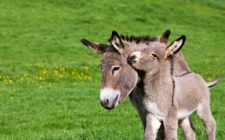 Baby animals Theme screenshot #14