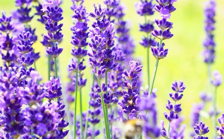 Flowers (Dual Monitor) Theme screenshot #14