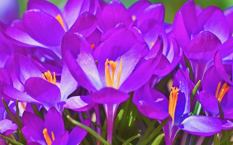 Flowers (Dual Monitor) Theme screenshot #1