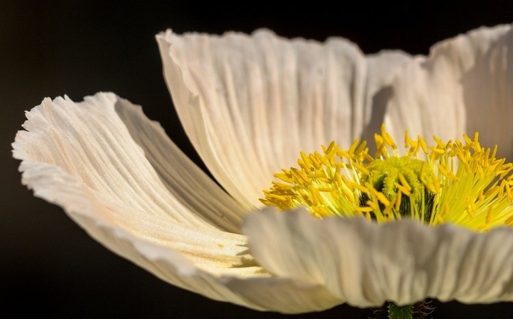 Flowers (Dual Monitor) Theme screenshot #20