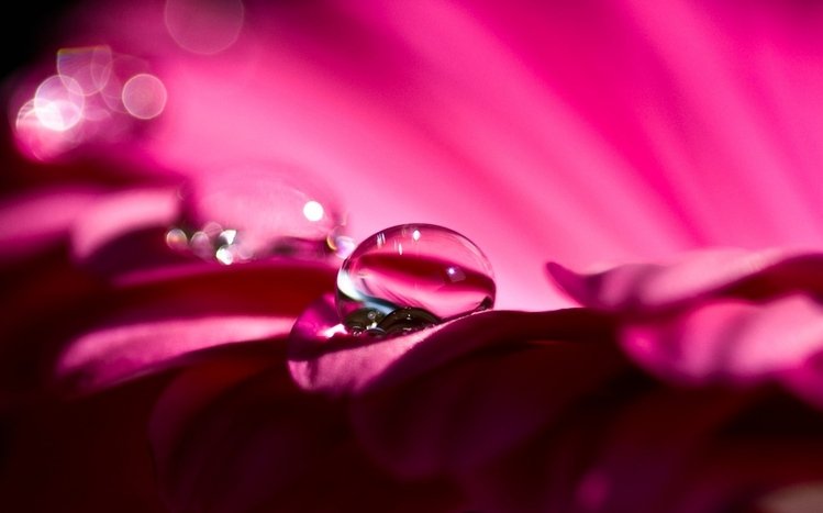 Flowers (Dual Monitor) Theme screenshot #19